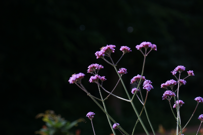Flowers 6, par Xavier E. G. Dierick